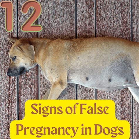 false pregnancy dog nipples|Is False Pregnancy In Dogs Dangerous – [Vet Explains Pets]